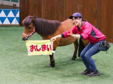 ポニーショー